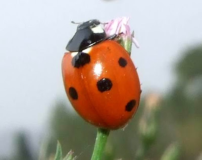 Seven Spotted Ladybug Picture