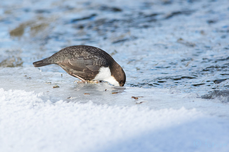 Vesipapp, Cinclus cinclus, White-throated Dipper, Common, harilik, Eurasian, breasted