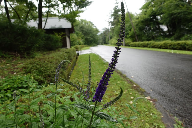 別荘地