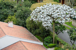 Yarumo en Bogotá. Foto: Jorge Bela