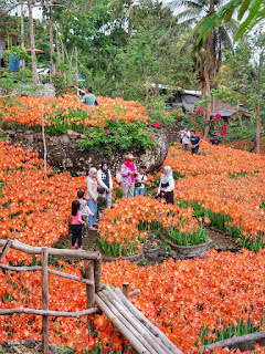 Kebun Bunga Amarilis di Gunungkidul Mulai Bermekaran