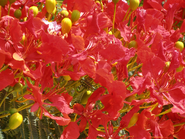 Flamboyán (Delonix regia)