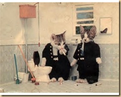 cat8