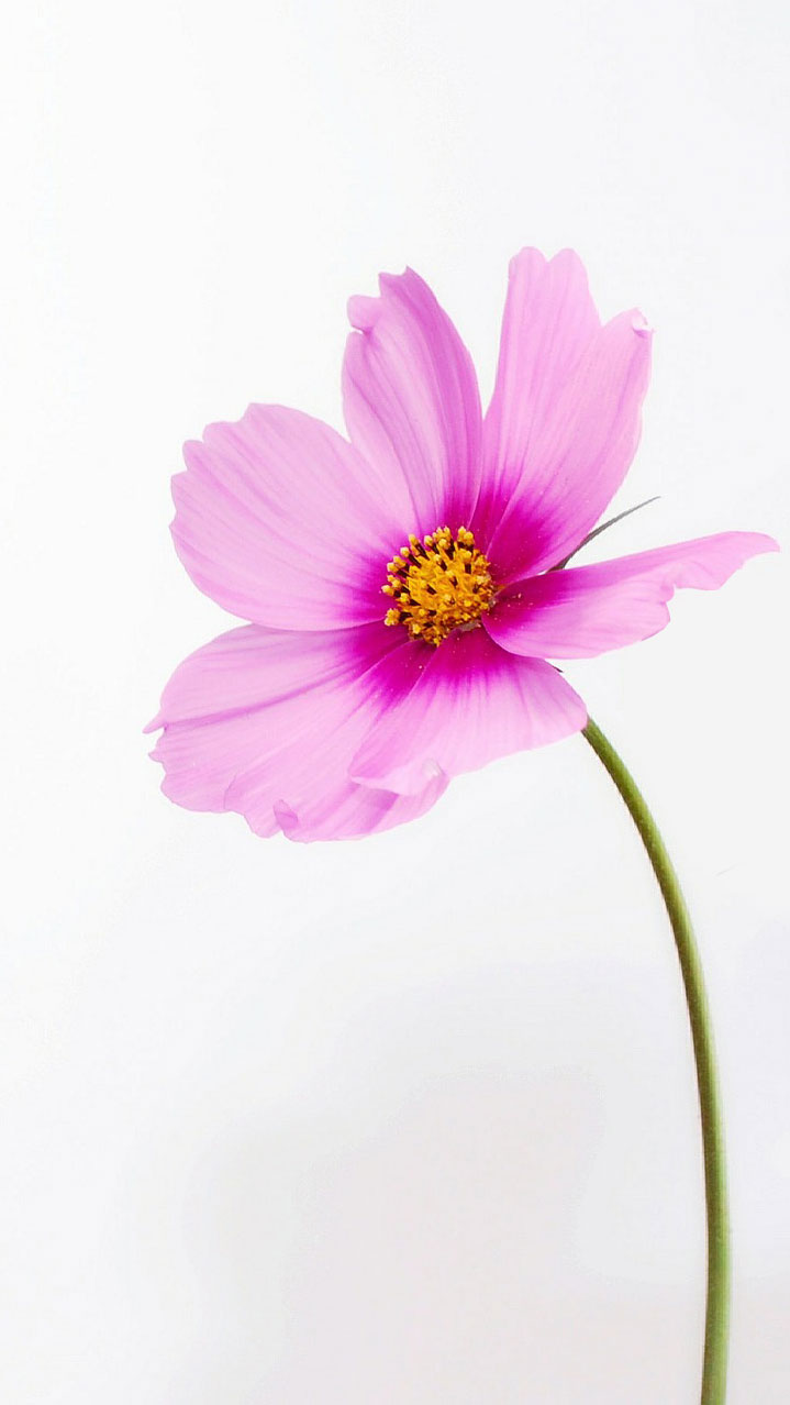 Unduh Kumpulan Gambar Bunga Cantik Untuk Wallpaper Wa Hd