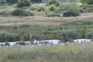 Black-tailed Godwits flying