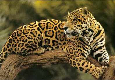 Jaguar on Los Seres Vivos  El Animal Jaguar