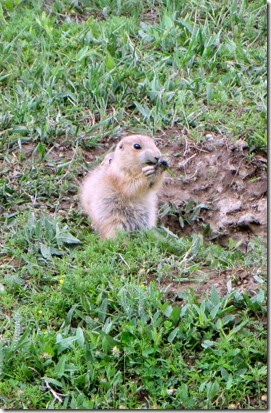 Prairie Dog Town, 36 mile scenic drive