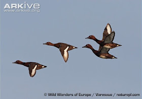 Ferruginous Duck