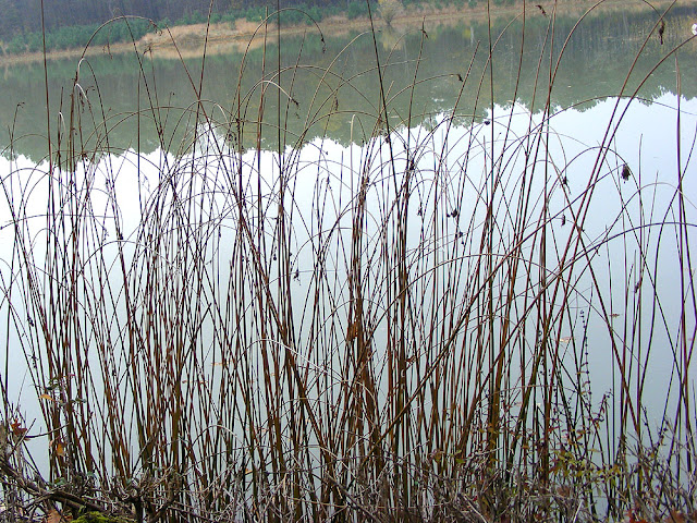 True Bulrush Schoenoplectus lacustris, Indre et loire, france. Photo by loire Valley Time Travel.