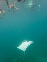 http://www.tropicallight.com/swim1/28oct18manta/28oct18manta.html