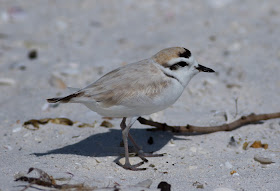 Snowy Plover - Carlos Pointe, Florida