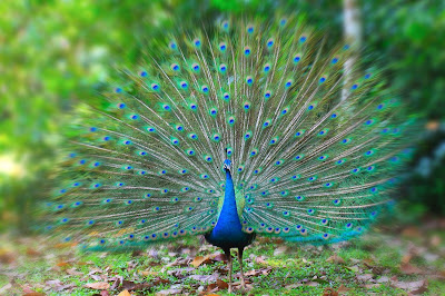 Indian Peacock -Most Beautiful