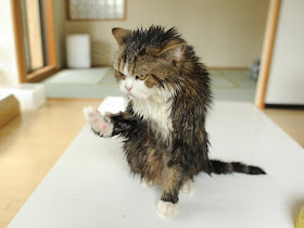 wet cat, funny cat pictures, funny cats