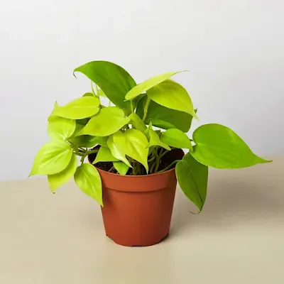 صور نباتات كرمة المحبوب