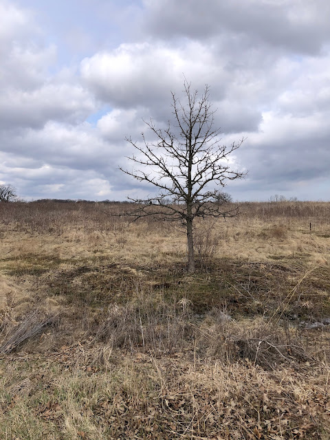 A lone tree emerges as we explore the grasslands of Lakewood Forest Preserve