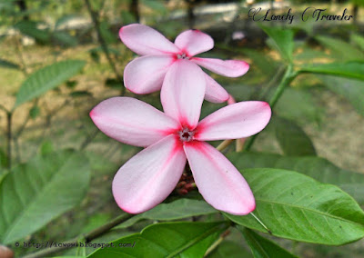 Shrub vinca - Kopsia fruticosa