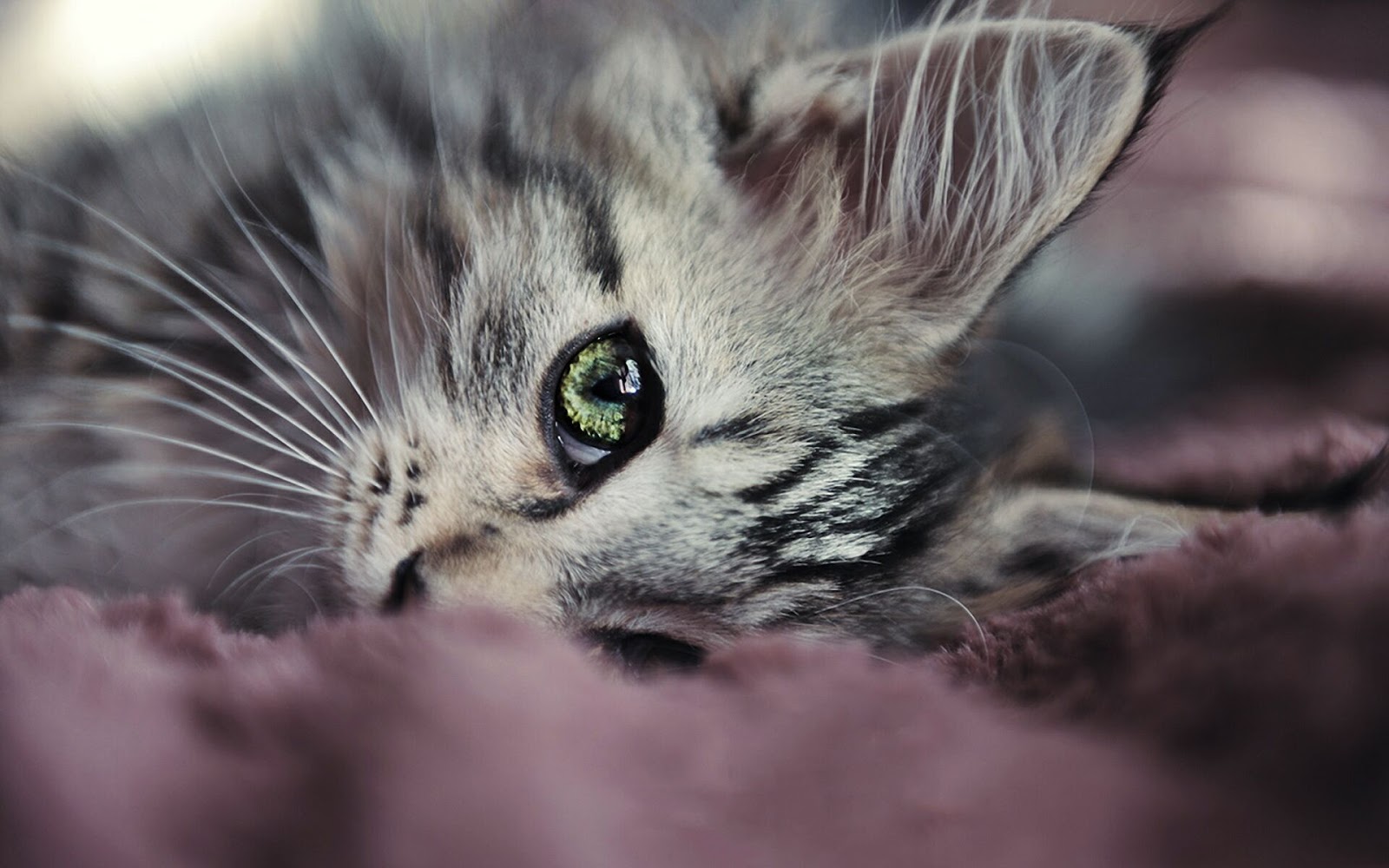 100  Wallpaper Kucing Lucu dan Comel Kualitas HD  Kucing Anggora, Persia, Maine Coon