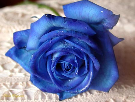 I want one single blue rose,