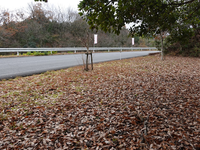 とっとり花回廊の前の道でこの先がとっとり花回廊のゲート