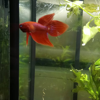 Knowing All Types Of Betta Fish - By Tail, Pattern And Color With Photo And Description