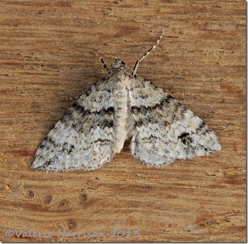 Twin-spot-carpet