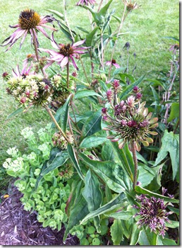 coneflowers