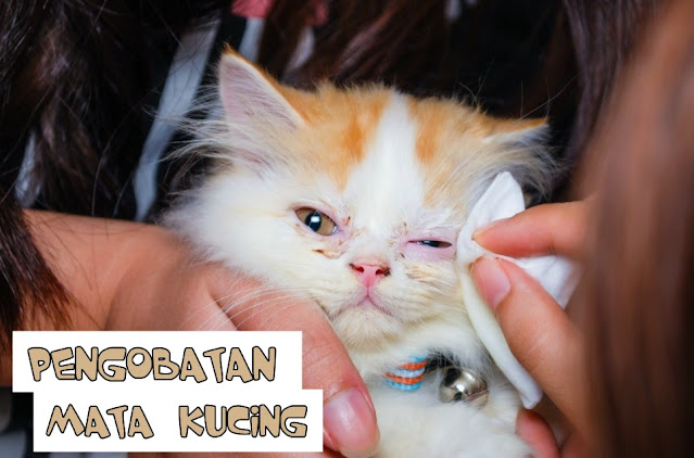 Salep Sakit Mata untuk Kucing