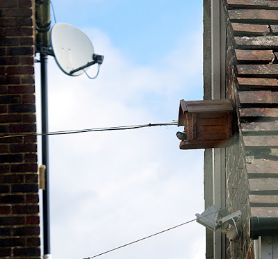 blue tits evicted nest