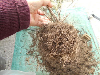 70以上 ラベンダー 植え替え 根を切る 267375-ラベンダー 植え替え 根を切る