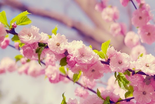 flor-de-cerezo-japonc3a9s-wallpapers_33184_1920x1200