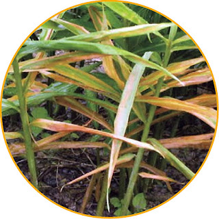 Fusarium sp Attack Symptoms: The first symptom is the young leaves ginger are pale, then the symptoms spread to all other parts of the ginger leaves, the stems become wrinkled but do not fall to the ground as symptoms of bacterial wilt disease; Rhizome brown on the infected but not comprehensive; Fusarium sp Control Technical culture Choosing seeds that are healthy and old enough, without wounds; Planting ginger in well-drained land; Conduct crop rotation (rotation). Mechanical Perform selective eradication and burn it. Biological Before planting ginger, the planting hole is given an antagonistic agent such as Trichoderma spp. or Gliocladium spp. or mature compost. Chemical Clove Flower Oil Vegetable Fungicide.