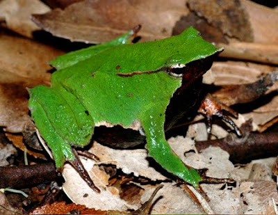 katak bantal