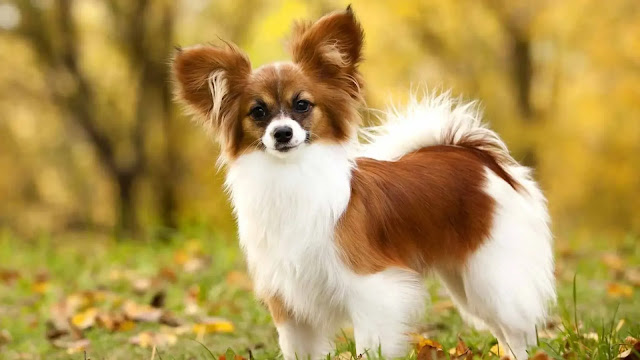 Papillon Dog