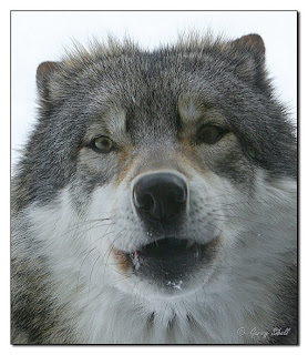 Wilde grey wolf