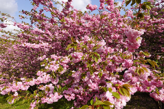 鳥取県西伯郡伯耆町小林 マウンテンストリームきしもと ヤエザクラ（八重桜）