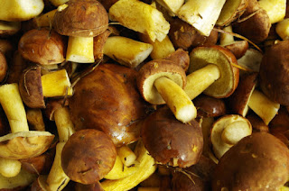 Mushrooms Contain Powerful Antioxidants with Anti-Aging Potential