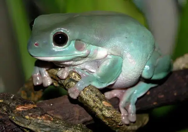 Top 10 weirdest frogs on earth