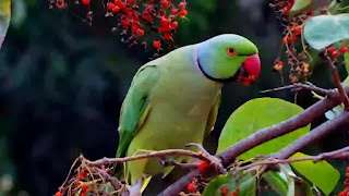 Parrot