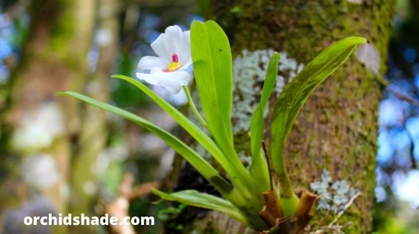 Wild Mini Orchid