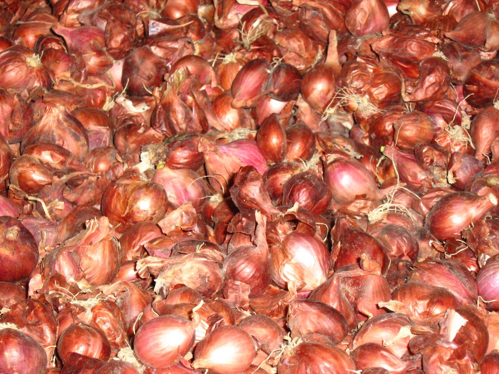 SUPPLIER BAWANG MERAH JUAL BAWANG MERAH 0852 3161 2096