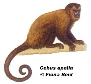 Mono caí Cebus apella