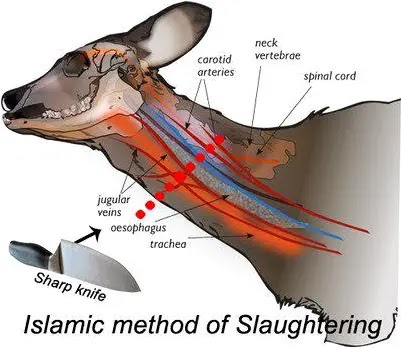 Memahami Penyembelihan Dalam Islam, Pengertian, Dasar Hukum, Rukun dan Syaratnya.