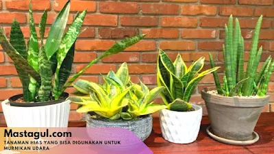 Tanaman hias yang bisa digunakan untuk murnikan udara