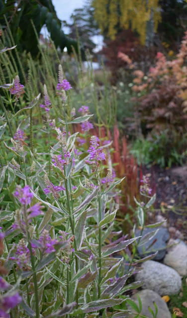 Physostegia virginiana ssp. variegata 'Bouchet Rose'