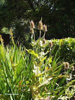 Wild teasel - Wellington Botanic Garden, New Zealand