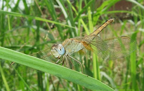 Dragonfly Picture