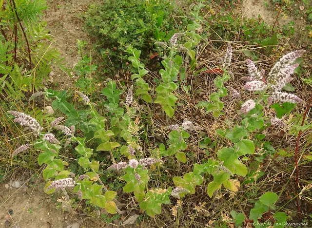 mięta wonna Mentha suaveolens