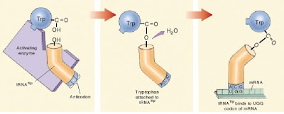 tRNA mengikat asam amino, proses translasi, translasi adalah