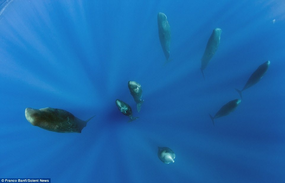 sperm-whales-franco-banfi-6