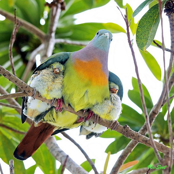 25 Amazing Pictures Of Wild Animals And Their Babies